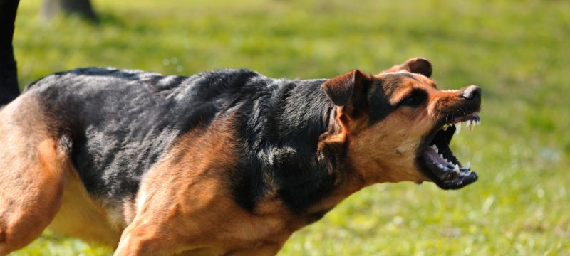 what to do if a dog attacks a child